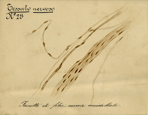 Sistema nervoso N° 28, Istologia (disegno) di Baroni, Pasquale (attribuito) - ambito torinese (XIX-XX)