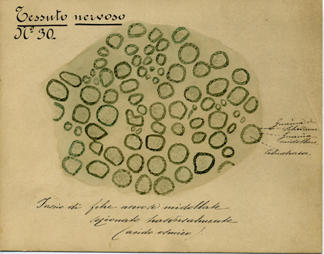 Sistema nervoso N° 30, Istologia (disegno) di Baroni, Pasquale (attribuito) - ambito torinese (XIX-XX)
