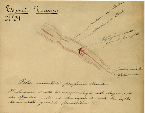 Sistema nervoso N° 31, Istologia (disegno) di Baroni, Pasquale (attribuito) - ambito torinese (XIX-XX)