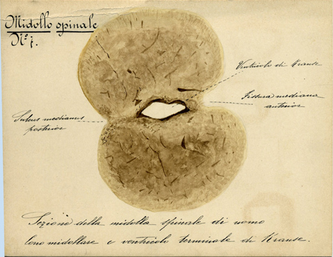 Midollo spinale N° 7, Istologia (disegno) di Baroni, Pasquale (attribuito) - ambito torinese (XIX-XX)