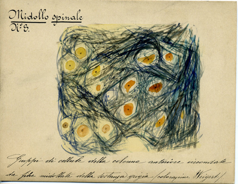 Midollo spinale N° 8, Istologia (disegno) di Baroni, Pasquale (attribuito) - ambito torinese (XIX-XX)