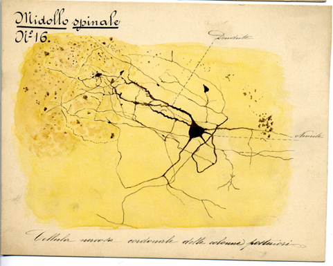 Midollo spinale N° 16, Istologia (disegno) di Baroni, Pasquale (attribuito) - ambito torinese (XIX-XX)