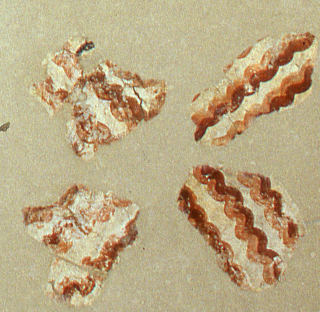 Riquadratura a finto marmo, Riquadratura a finto marmo (dipinto murale, frammento) - ambito veronese (prima metà sec. XII)