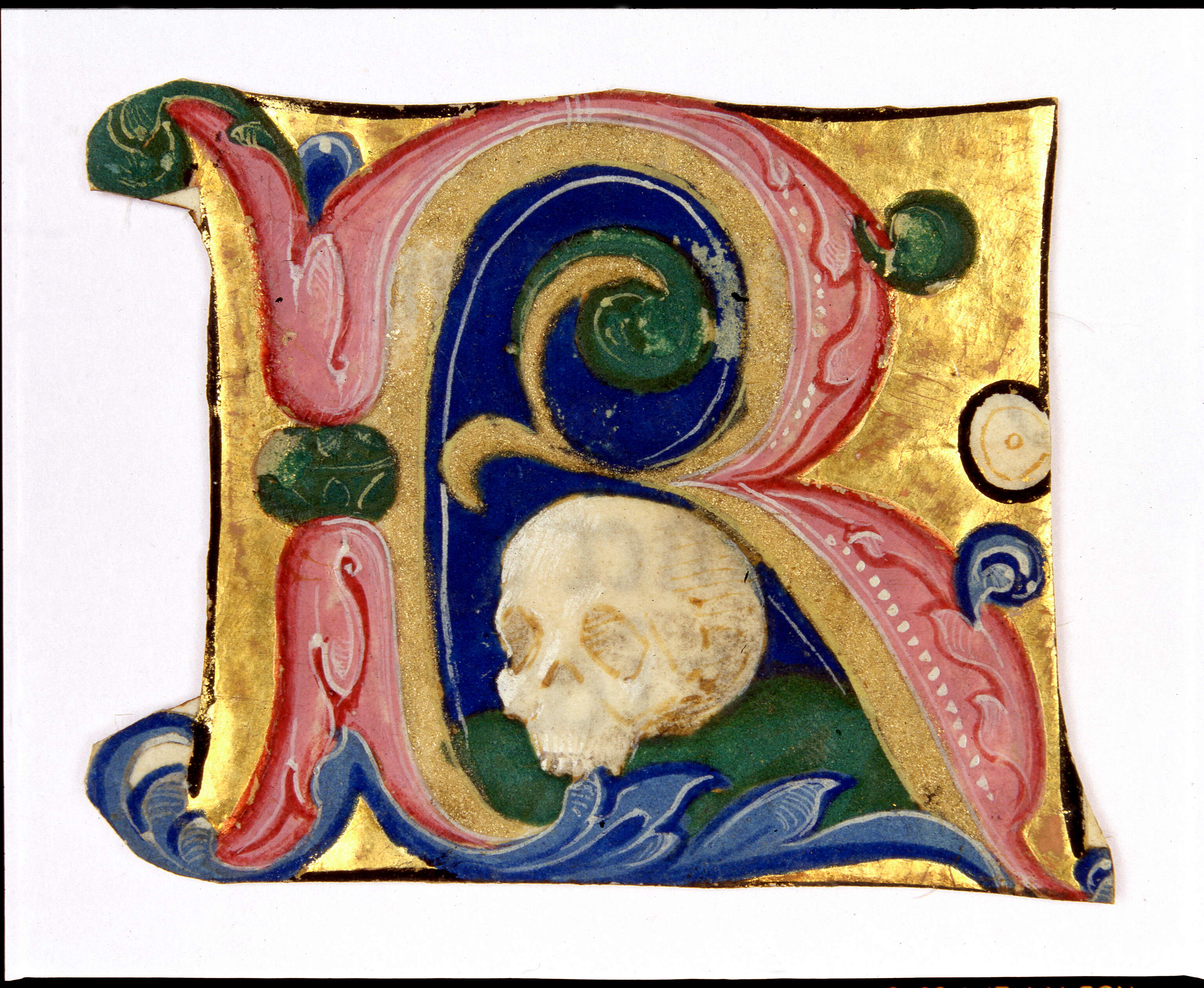 Iniziale "R[equiem]" (?), teschio (miniatura, frammento) di Dai Libri Francesco (bottega), Dai Libri Girolamo (bottega) (secc. XV-XV)