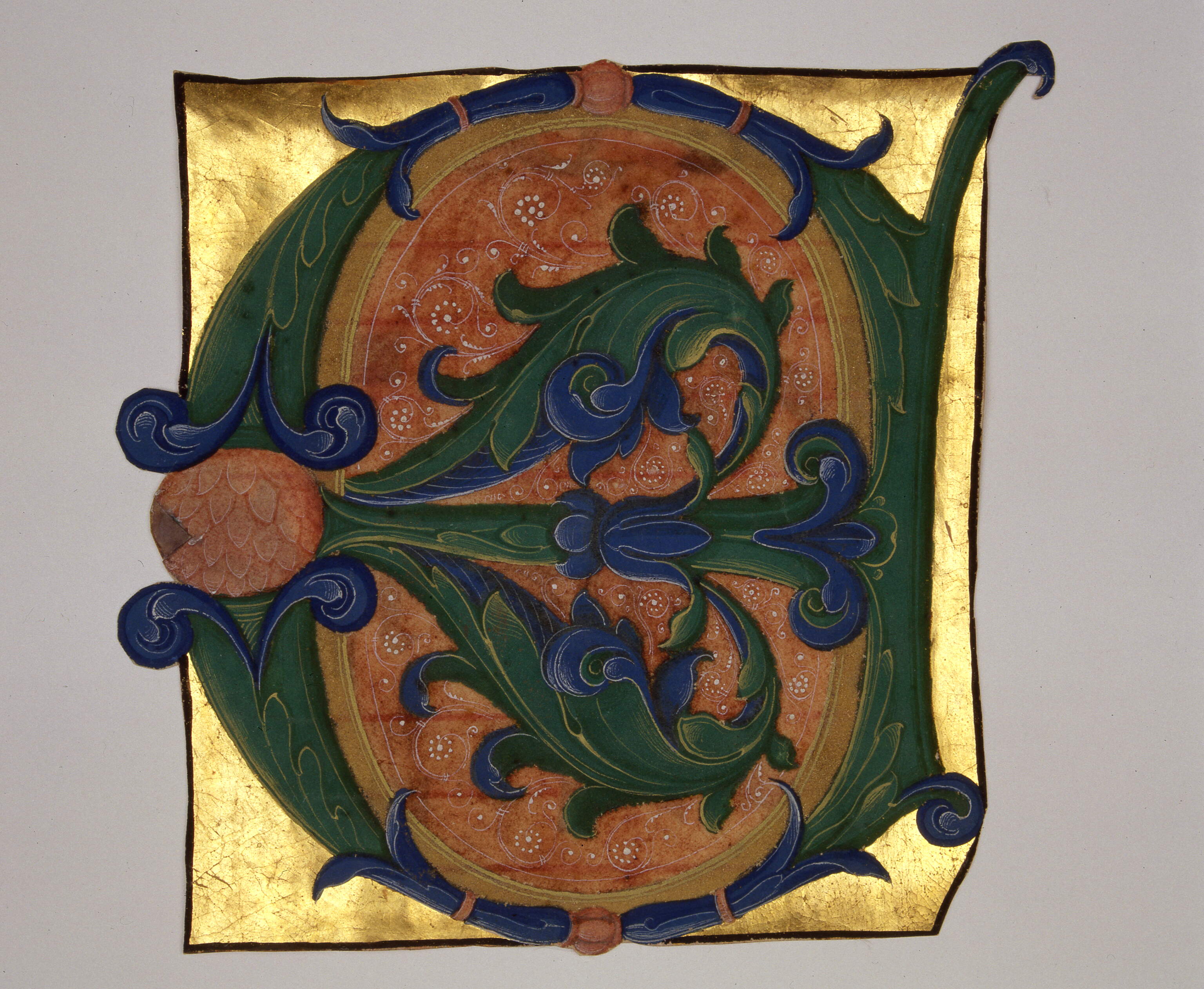 Iniziale "E[duxit eos Dominus in spe]", motivi decorativi vegetali (miniatura, frammento) di Dai Libri Francesco (secc. XV-XV)