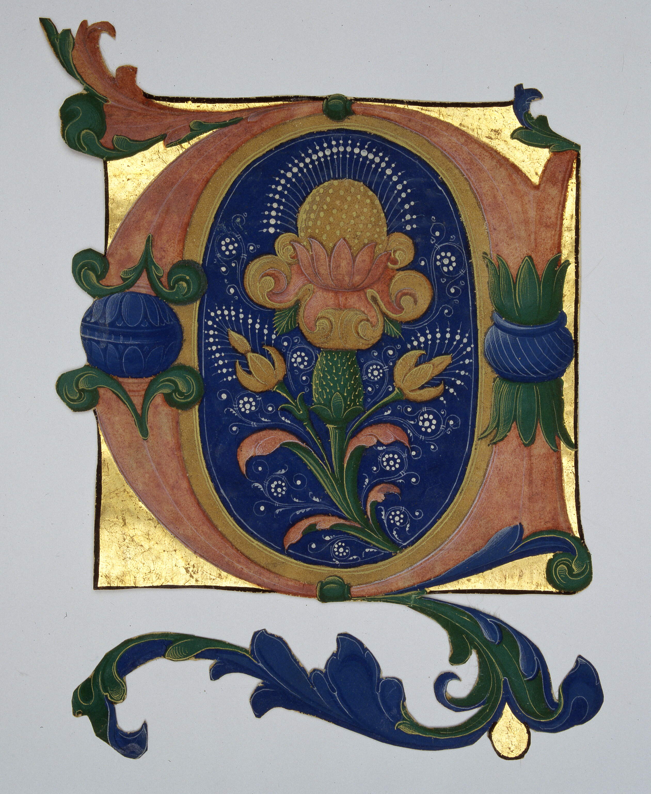 Iniziale "V[incitrem manum tuam]", motivi decorativi vegetali (miniatura, frammento) di Dai Libri Francesco (secc. XV-XV)