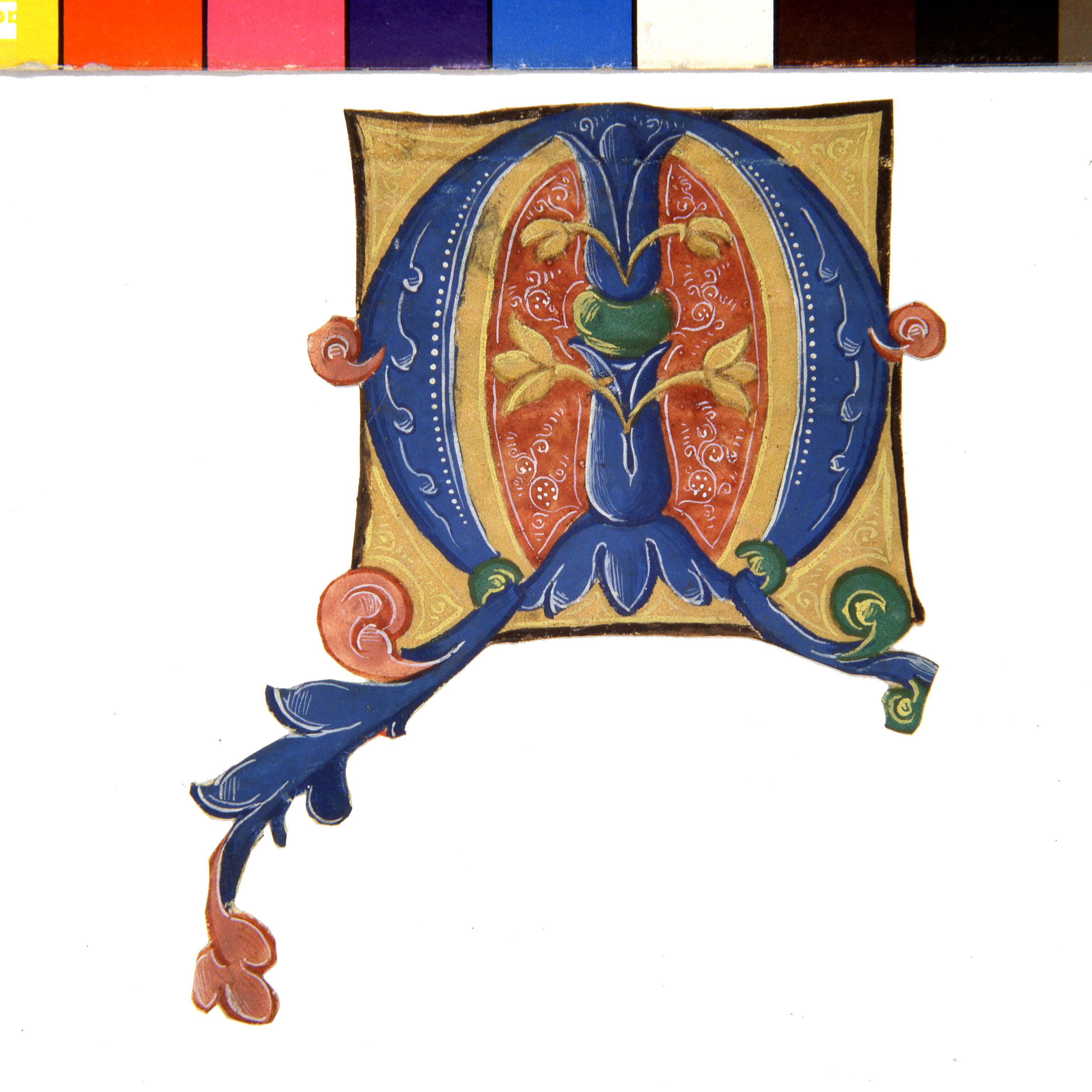 Iniziale azzurra su campo centrale rosso cupo "M[odicum, et non videbitis me]", motivi decorativi vegetali (miniatura, frammento) di Dai Libri Francesco (bottega), Dai Libri Girolamo (bottega) (secc. XV-XV)