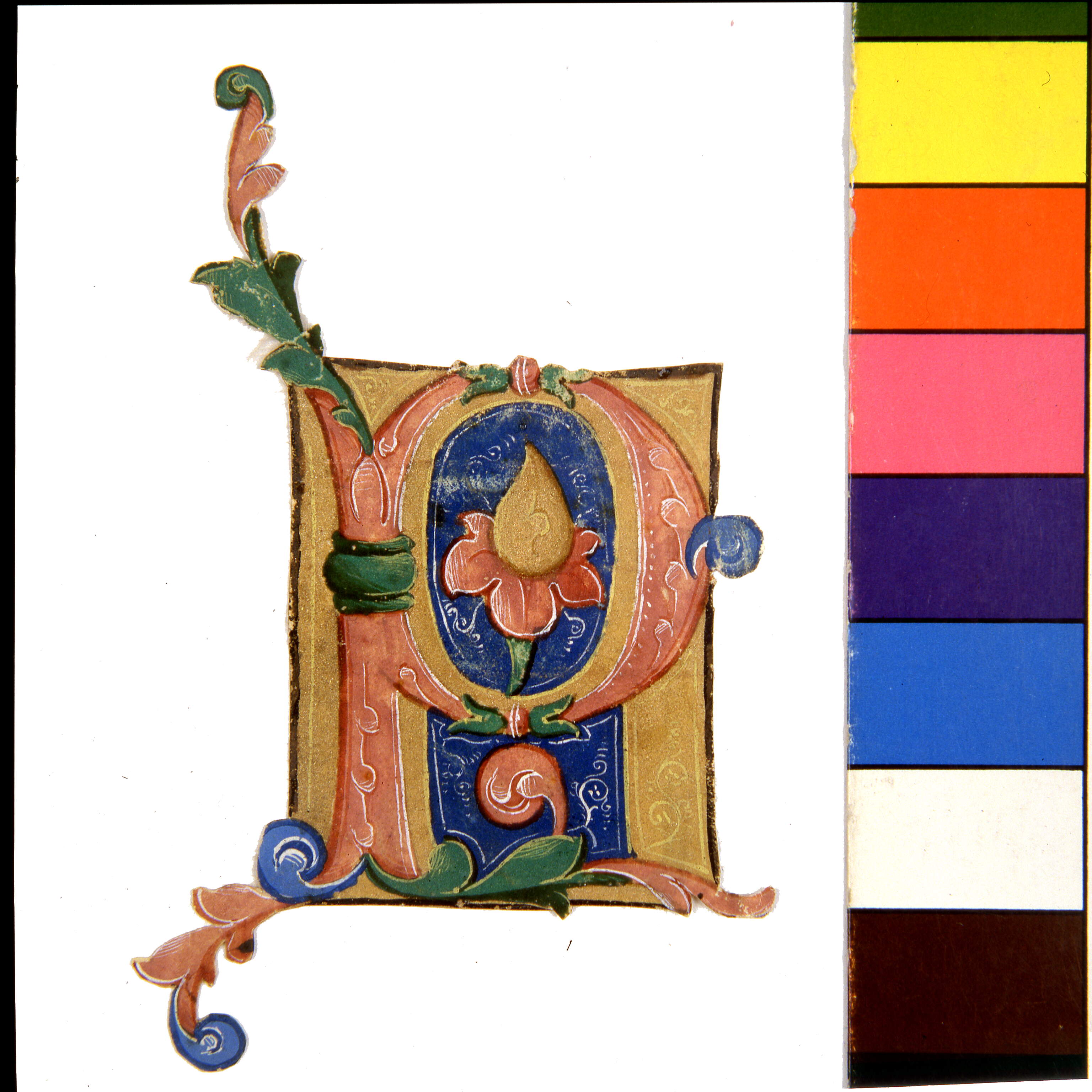Iniziale rosa su campo centrale azzurro "P[raesta nobis]" (?), motivi decorativi vegetali (miniatura, frammento) di Dai Libri Francesco (bottega), Dai Libri Girolamo (bottega) (secc. XV-XV)