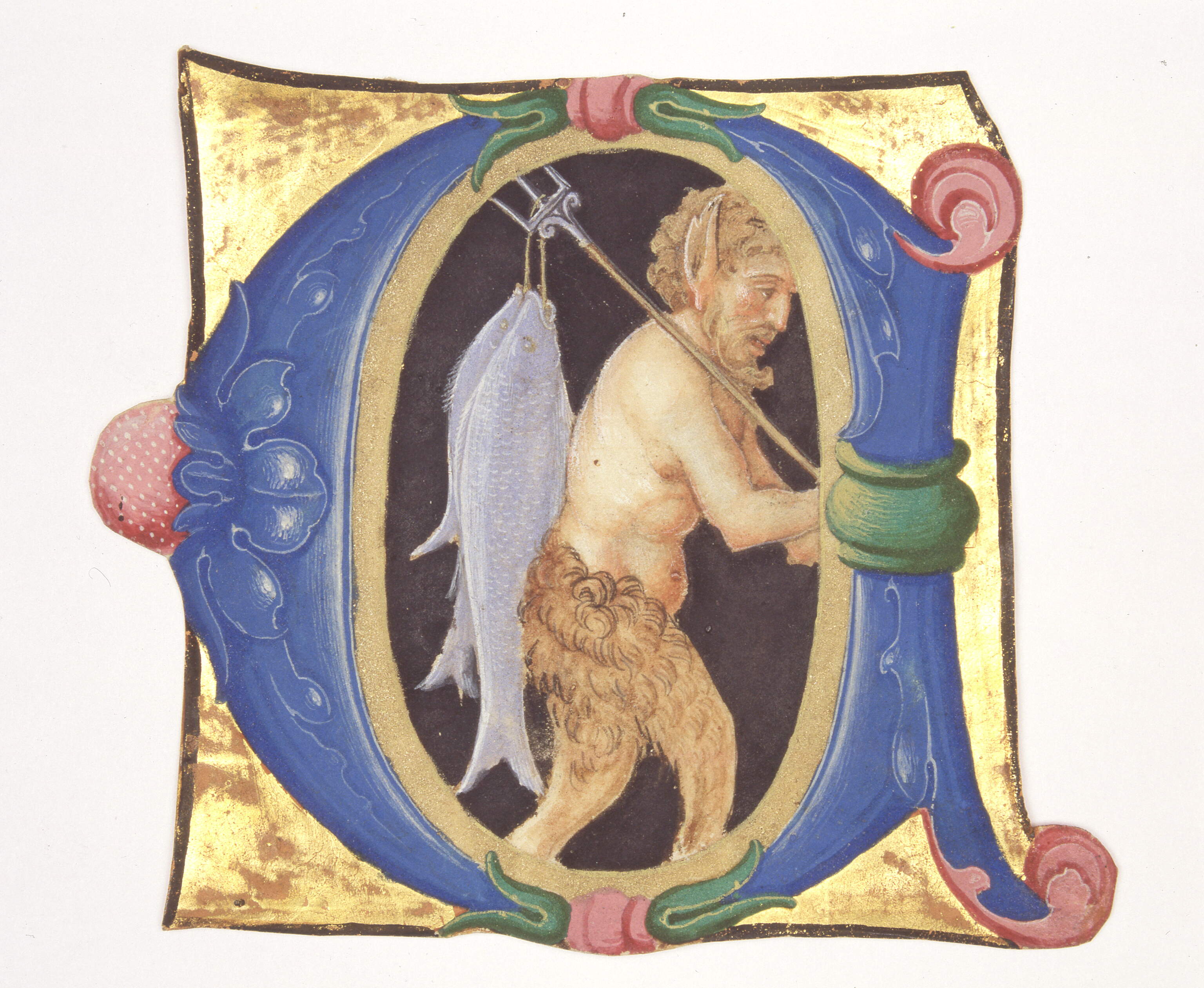 Iniziale "C" azzurra, figurata con "Satiro che regge due pesci appesi a un tridente", satiro con pesci (miniatura, frammento) di Dai Libri Francesco (secc. XVI-XVI)