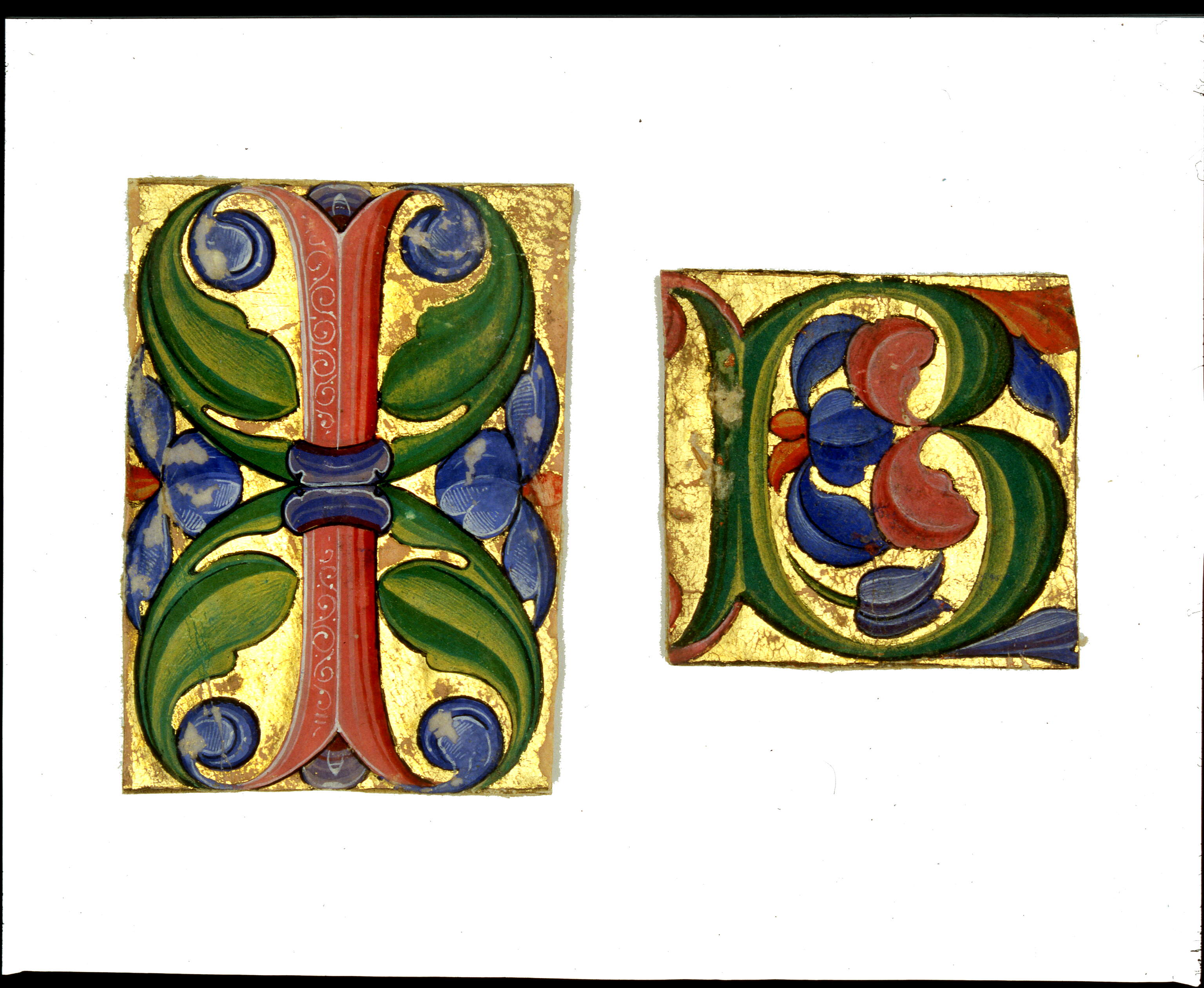 Iniziale "I", motivi decorativi vegetali (miniatura, frammento) di Antonio Maria da Villafora (secc. XVI-XVI)
