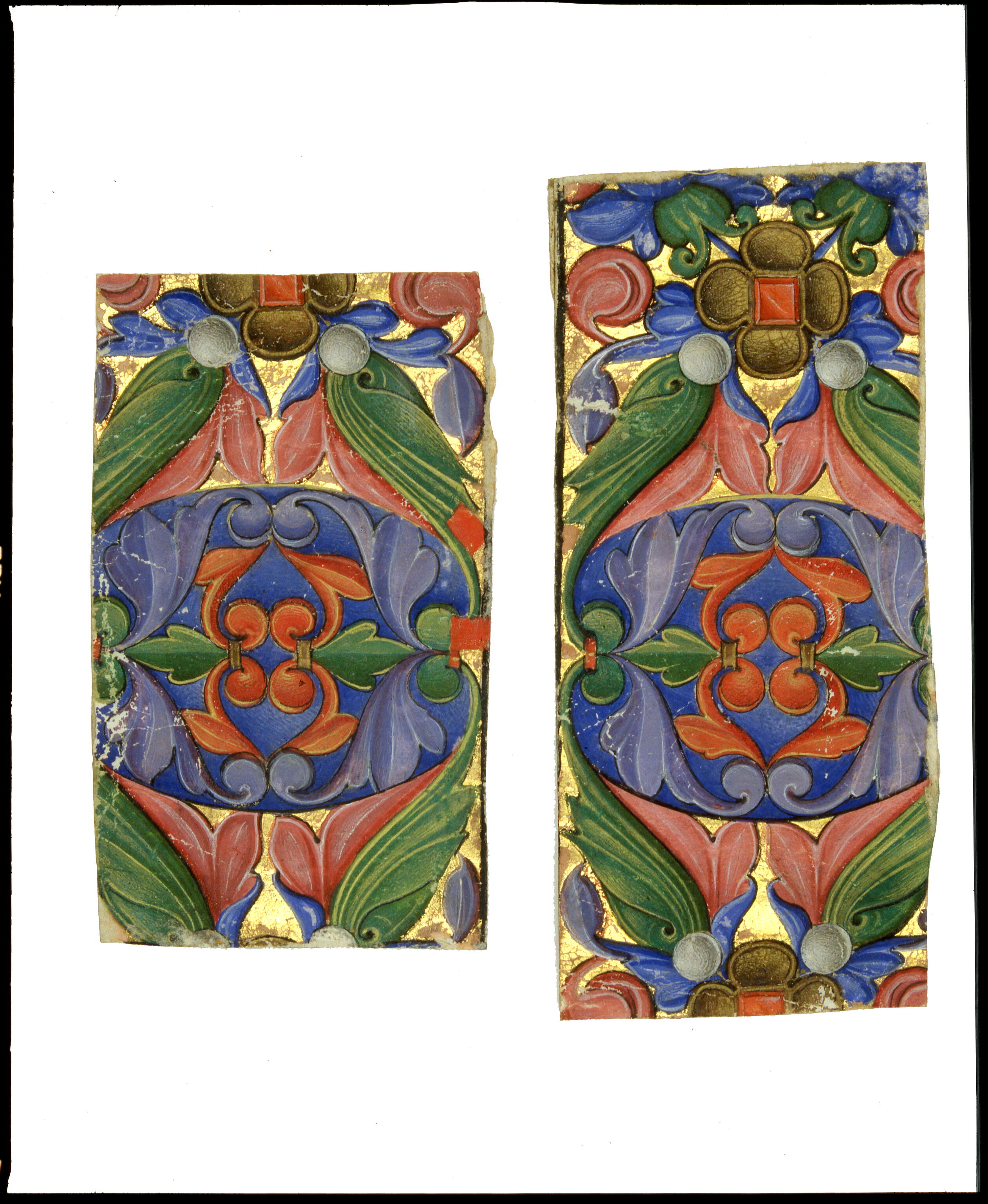 Parte inferiore di fregio marginale verticale, con motivo fitomorfo e gioielli in forma di fiore quadrilobato, motivi decorativi vegetali (miniatura, frammento) di Antonio Maria da Villafora (secc. XVI-XVI)