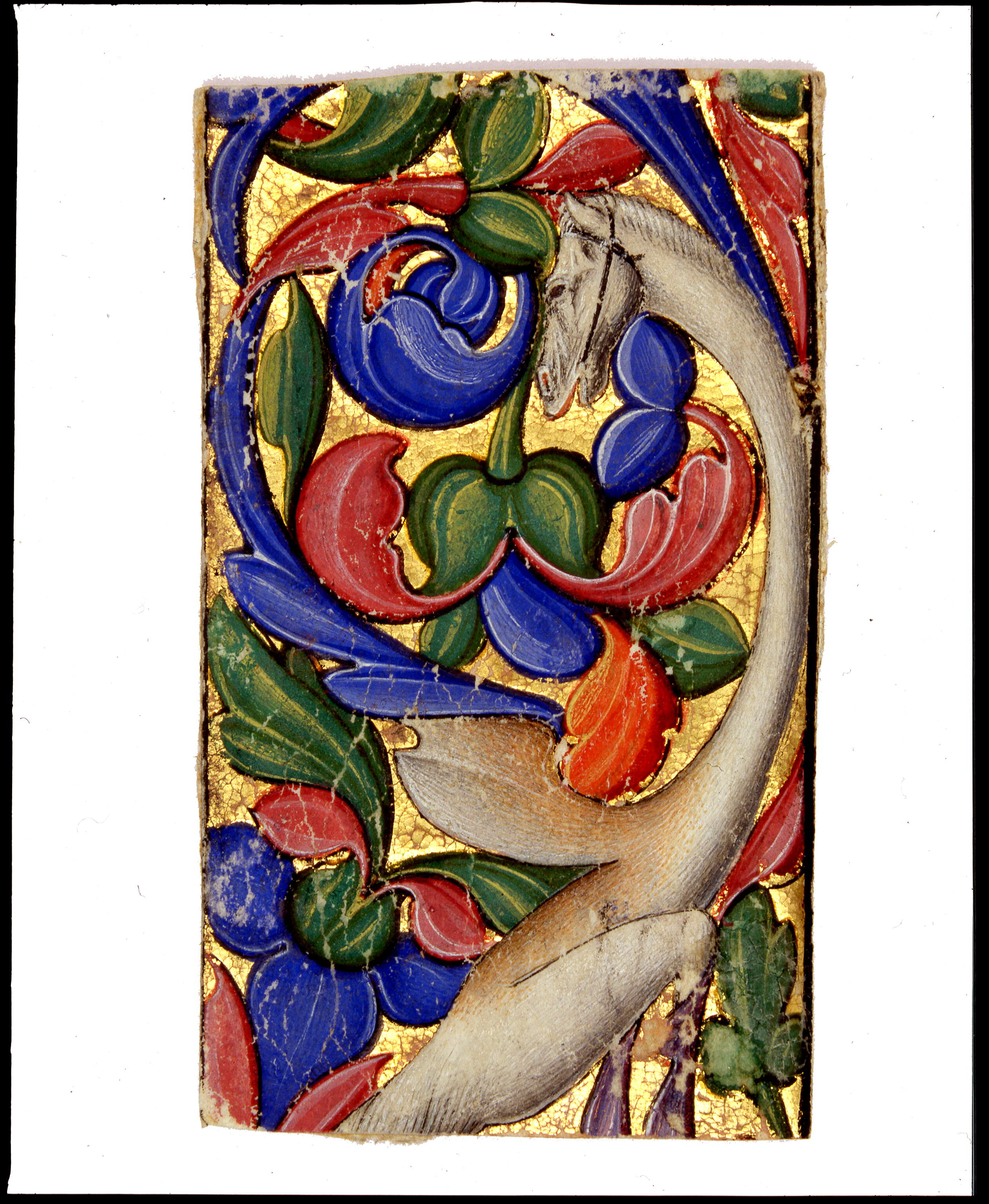 Parte superiore di fregio marginale verticale, "Animale fantastico con corpo da uccello, lungo collo e muso equino" nelle spirali di un fregio, animale fantastico (miniatura, frammento) di Antonio Maria da Villafora (secc. XVI-XVI)