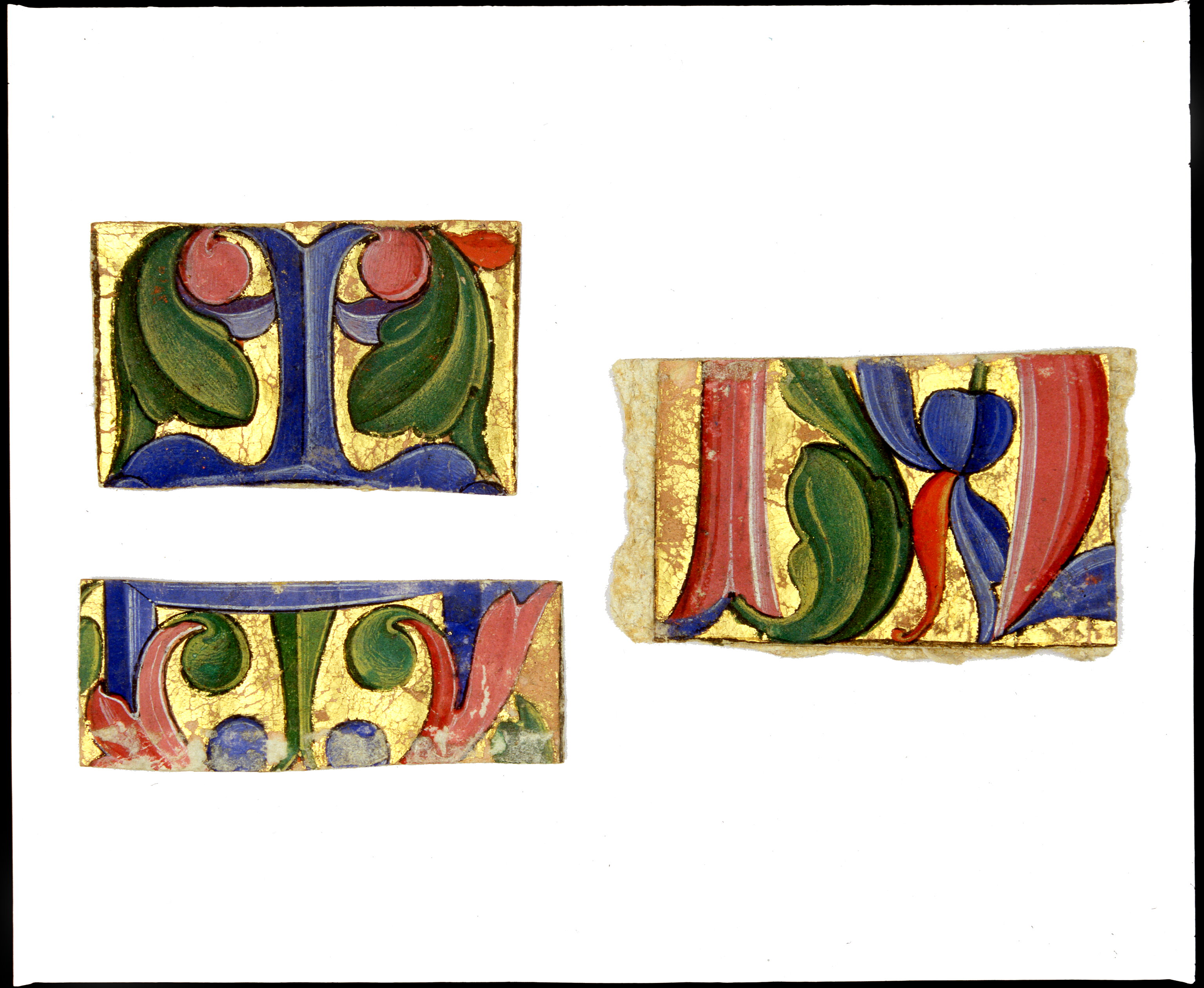 Frazione di fregio, motivi decorativi vegetali (miniatura, frammento) di Antonio Maria da Villafora (secc. XVI-XVI)