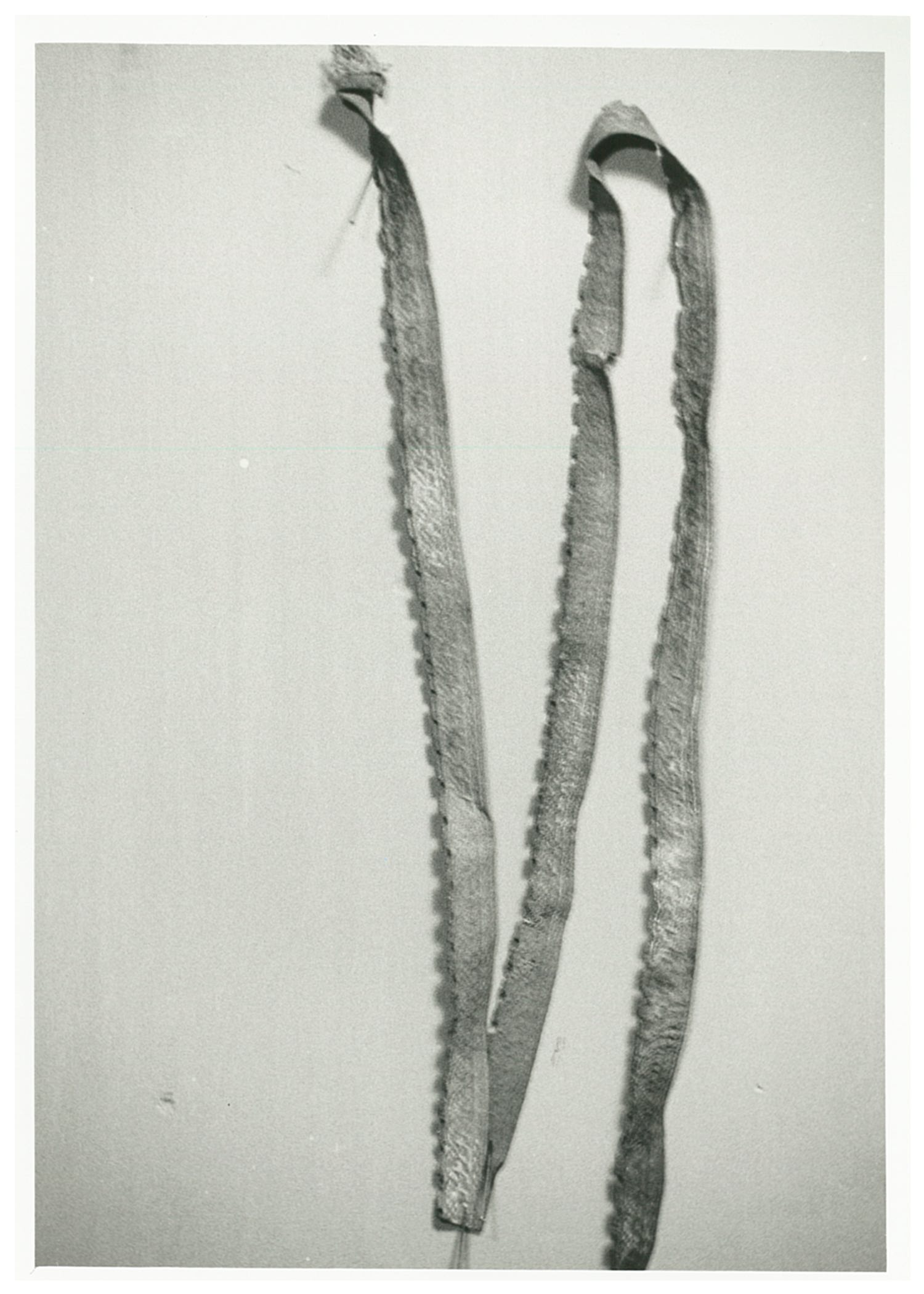 gallone, opera isolata (inizio XX)