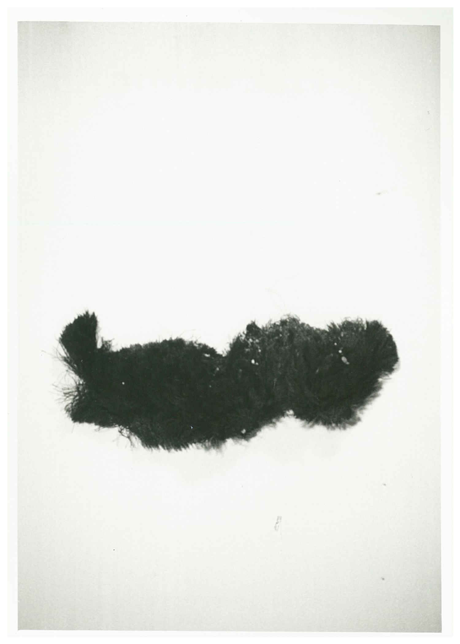 fiocco, frammento (prima metà XX)