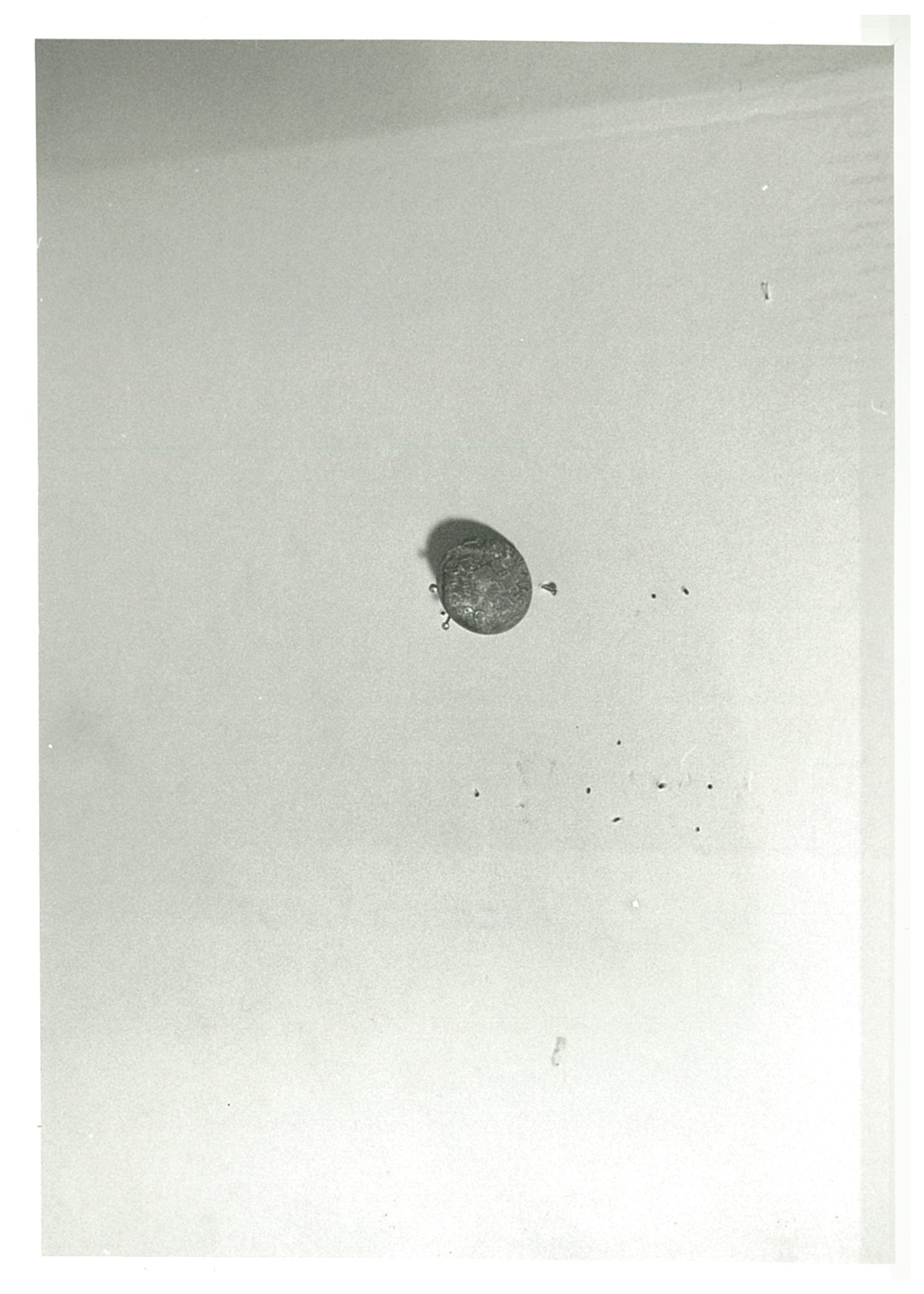 bottone, opera isolata - manifattura italiana (?) (ultimo quarto XIX)