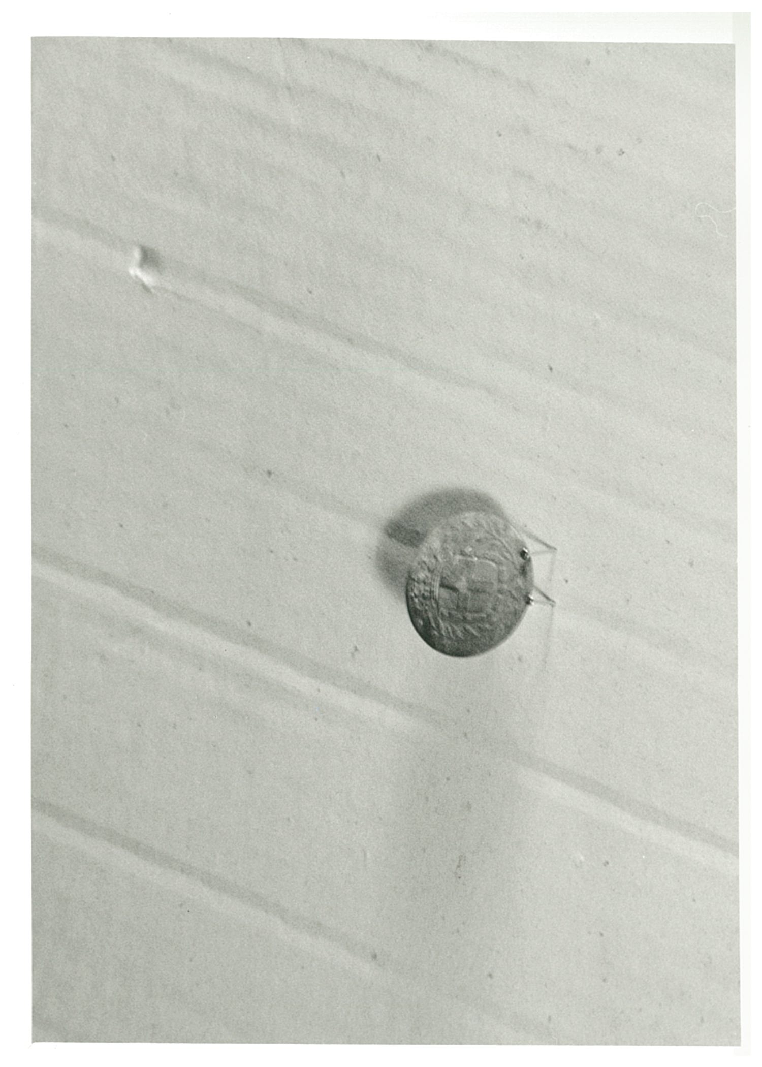 bottone, elemento d'insieme (ultimo quarto XIX)