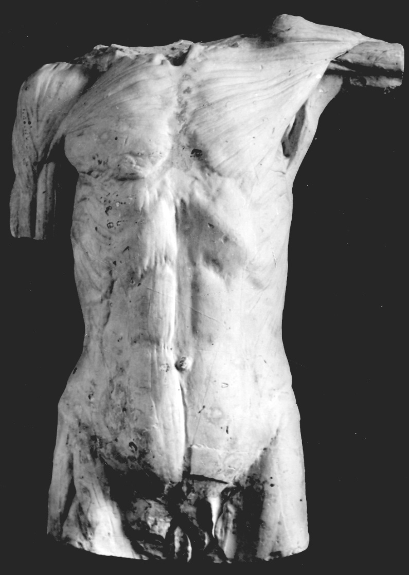 studio di muscolatura del torso (calco, opera isolata) - bottega italiana (sec. XIX, sec. XX)