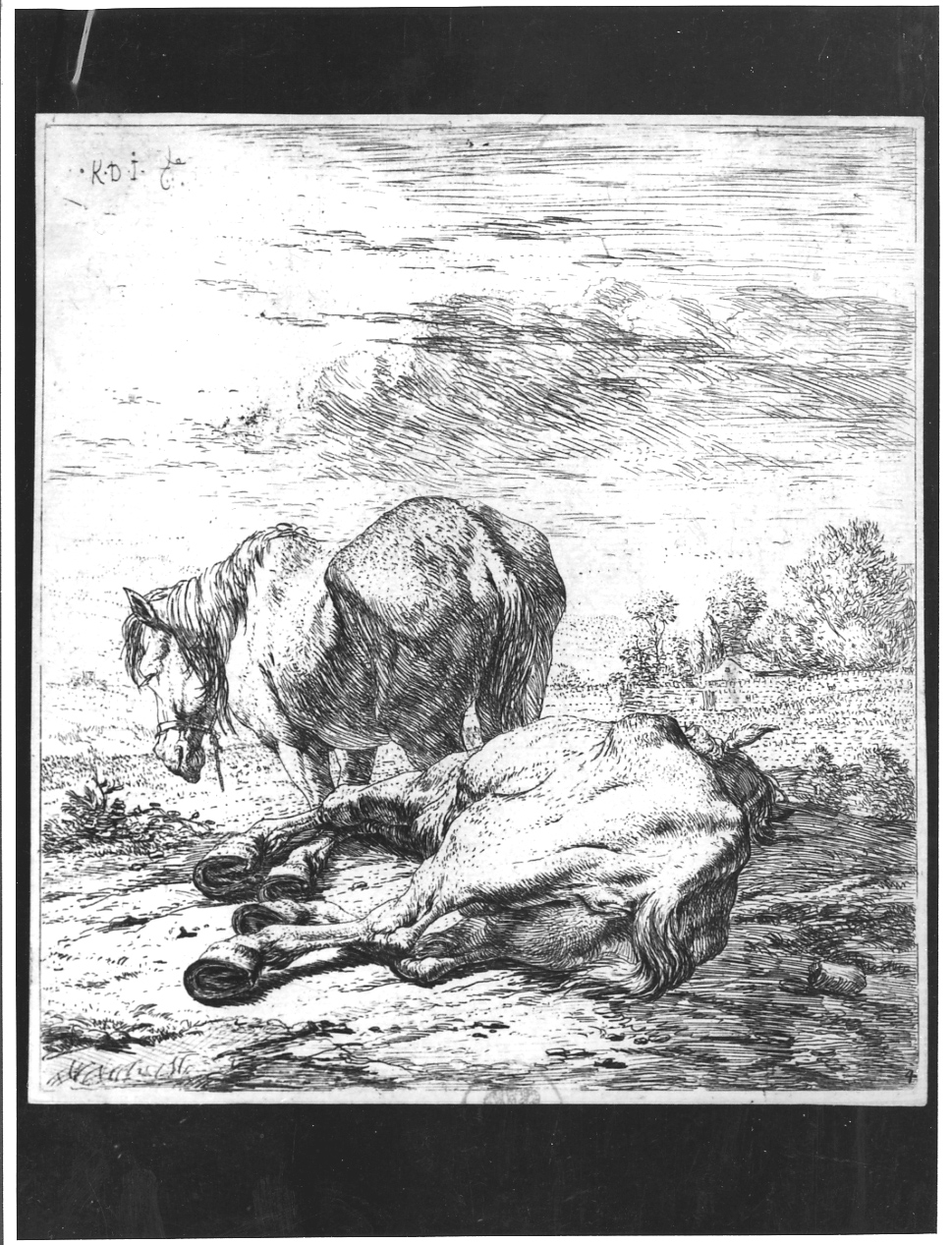 I due cavalli, due cavalli in un prato (stampa) di Du Jardin Karel (sec. XVII)