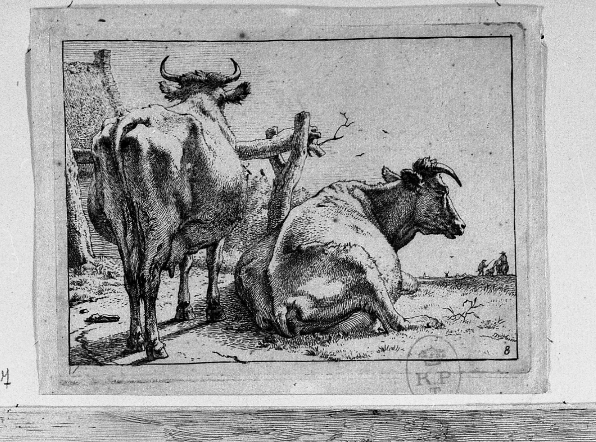 LE DUE VACCHE VISTE DI SCHIENA, due mucche (stampa) di Potter Paulus (prima metà sec. XVII)