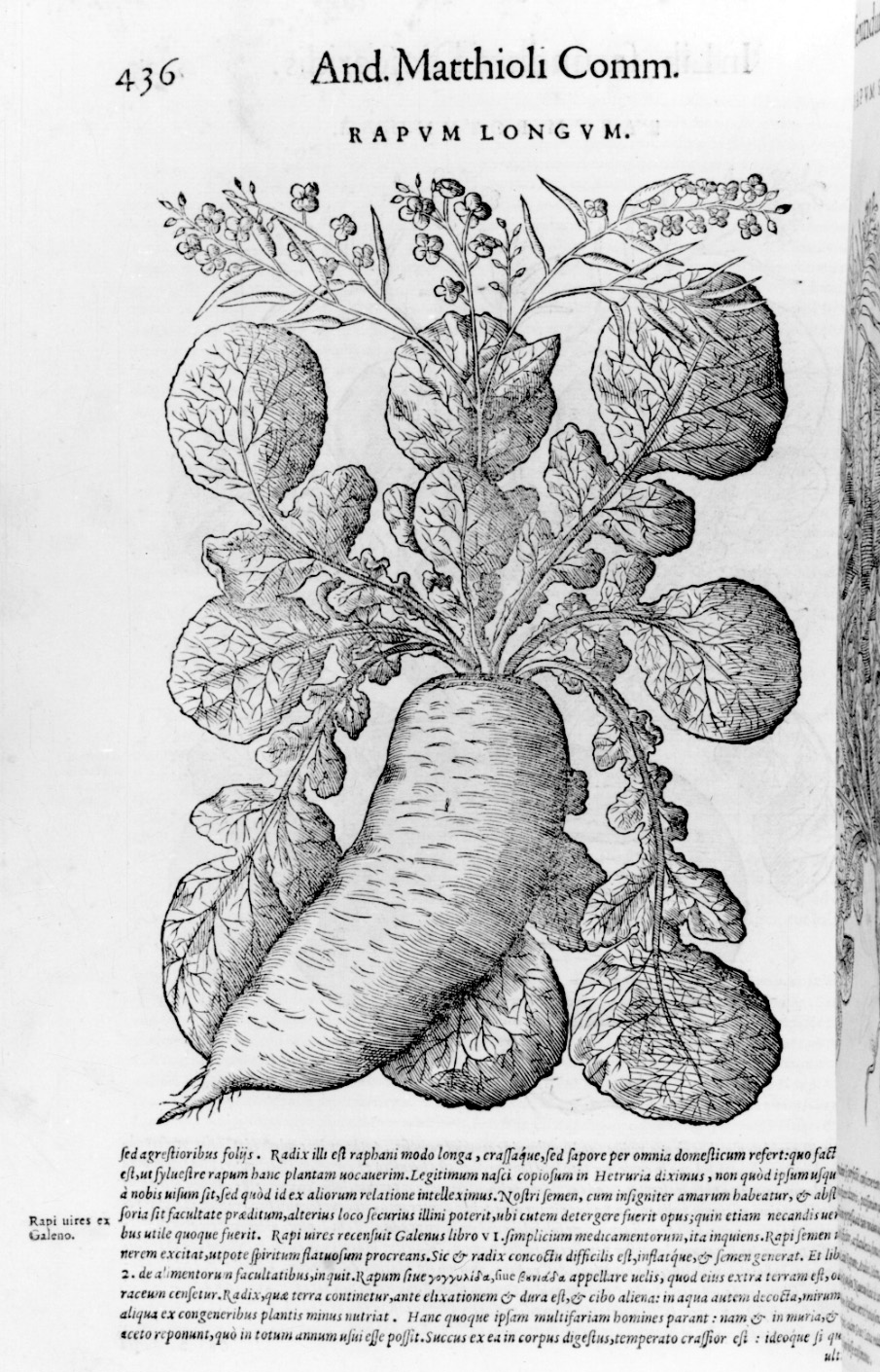 pianta di rapa lunga (stampa, elemento d'insieme) - ambito italiano (terzo quarto sec. XVI)