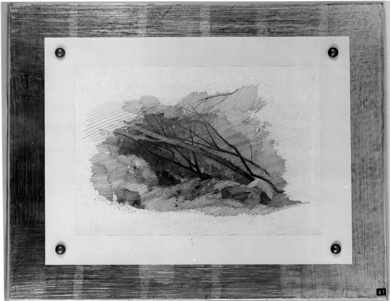 Al limitar del bosco, arbusti (disegno, opera isolata) di Avondo Vittorio (terzo quarto sec. XIX)