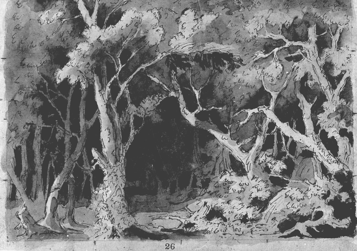Bosco oscuro, paesaggio con alberi (disegno, opera isolata) di Vacca Luigi (prima metà sec. XIX)