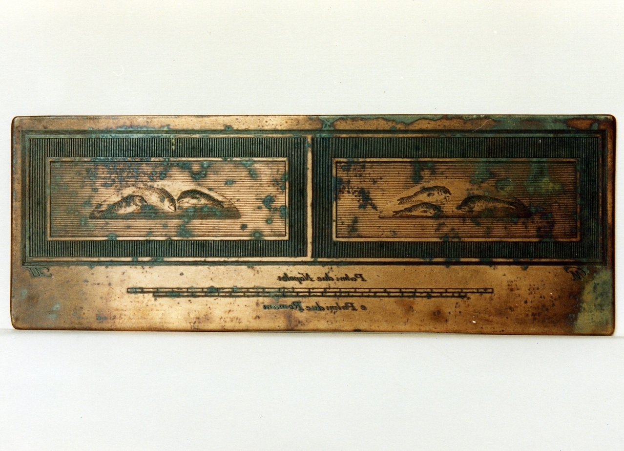 due pannelli con motivi decorativi con pesci (matrice) di Morghen Giovanni Elia, Morghen Filippo (sec. XVIII)