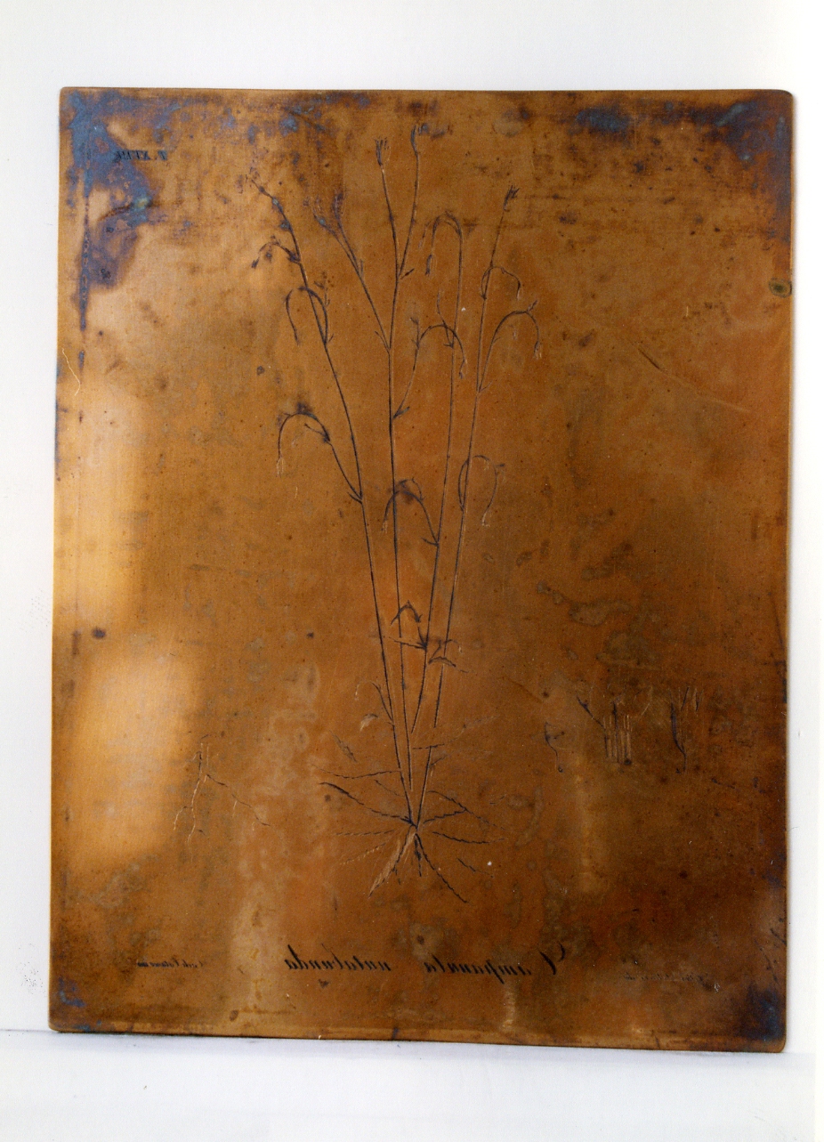 pianta rara: Campanula Nutabunda (matrice) di Lettieri Giuseppe, Cataneo Carlo (sec. XIX)