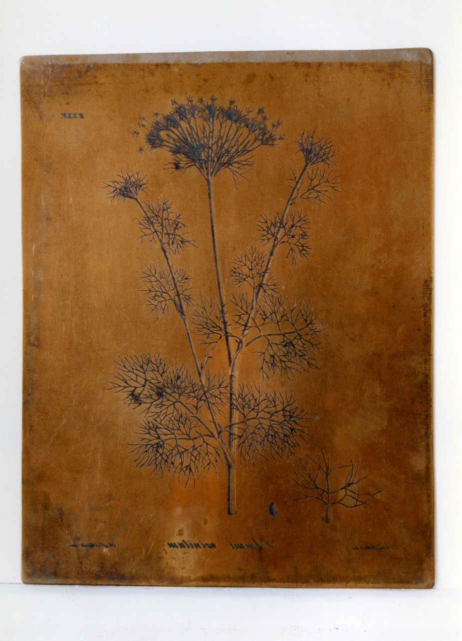 pianta rara: Ammi Crinitum (matrice) di Lettieri Giuseppe, Biondi Raffaele (sec. XIX)