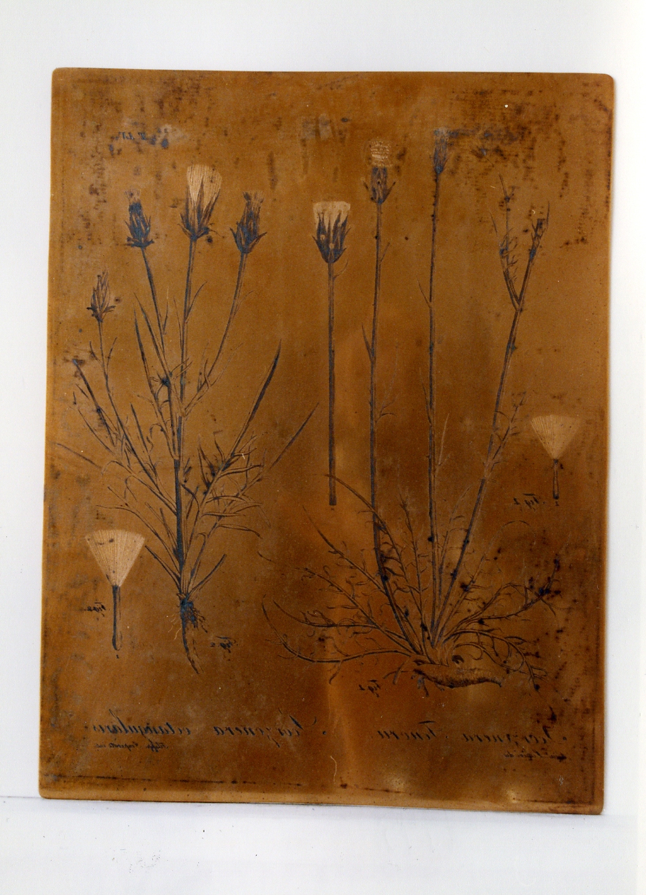 pianta rara: Scorzonera Ienorii, Scorzonera Octangularis (matrice) di Imperato Filippo, Lettieri Giuseppe (sec. XIX)