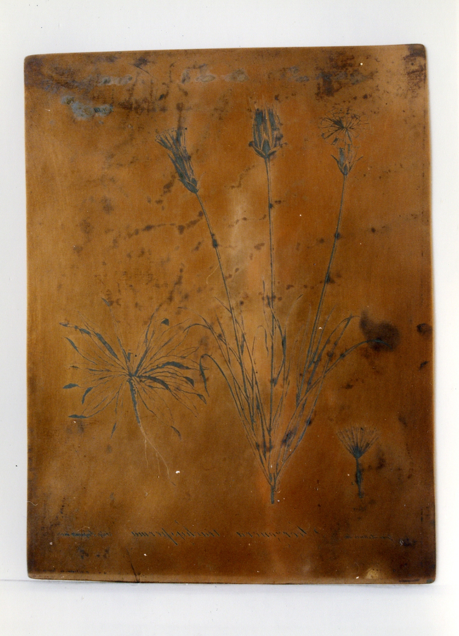 pianta rara: Scorzonera Trachysperma (matrice) di Lettieri Giuseppe, Imperato Filippo (sec. XIX)