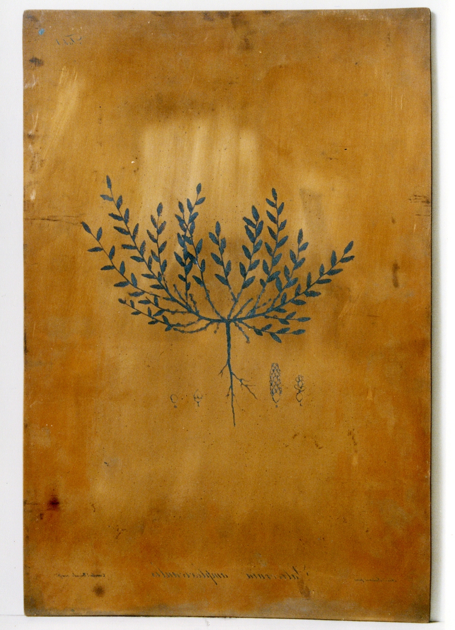 pianta: Salicornia Amplexicaulis e particolari (matrice) di Paderni Francesco, Biondi Carlo (sec. XIX)