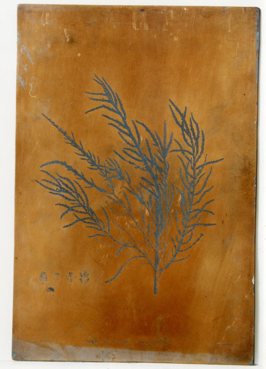 pianta: Salicornia Macrostachya e particolari (matrice) di Paderni Francesco, Biondi Carlo (sec. XIX)