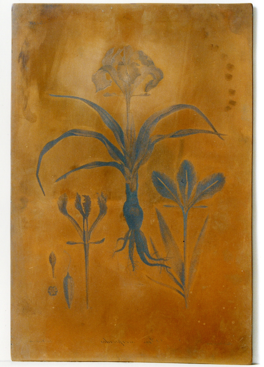 pianta: Iris Scorpioides e particolari (matrice) di Paderni Francesco, Biondi Carlo (sec. XIX)