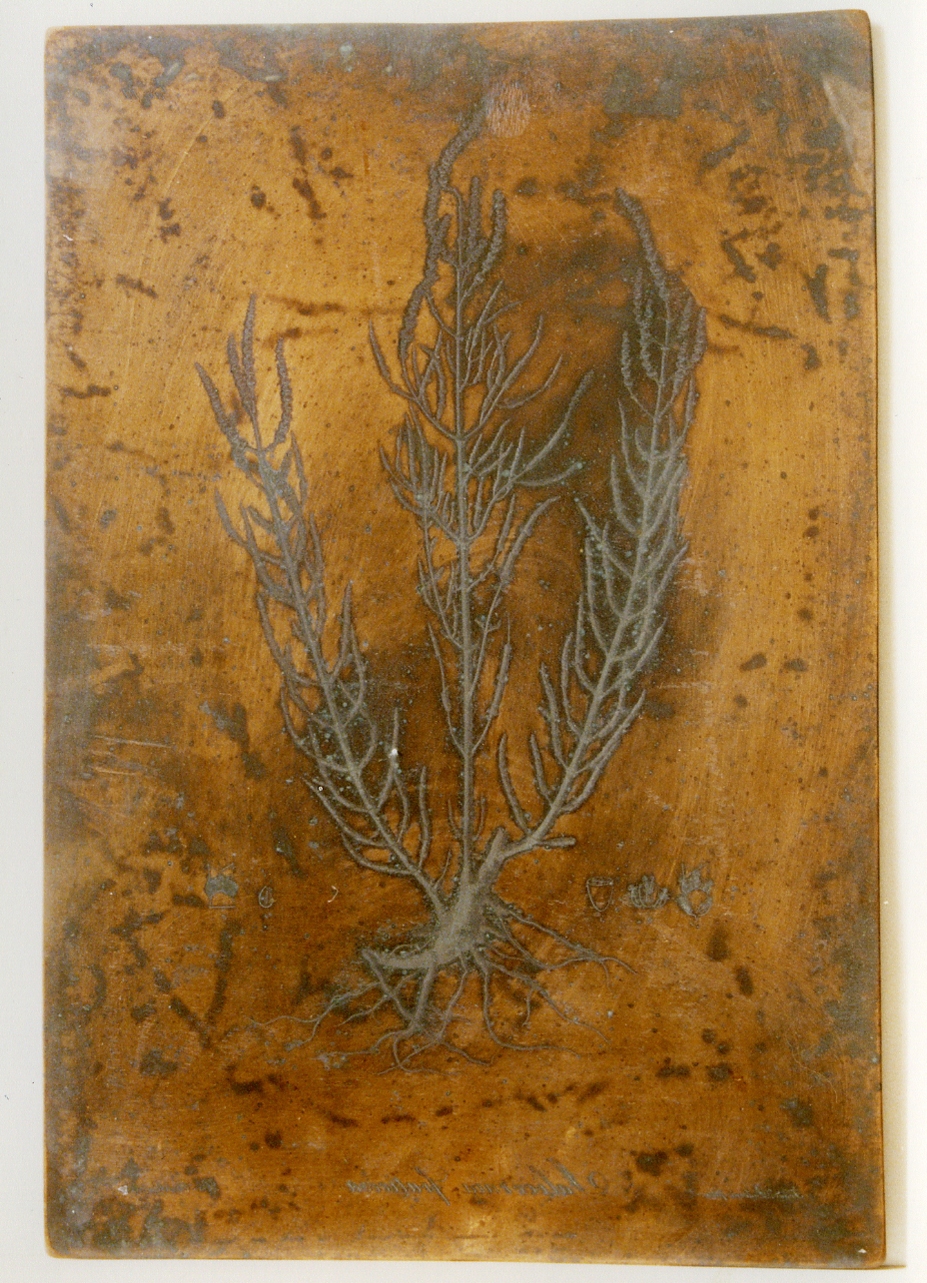 pianta: Salicornia Herbalea e particolari (matrice) di Biondi Carlo, Paderni Francesco (sec. XIX)