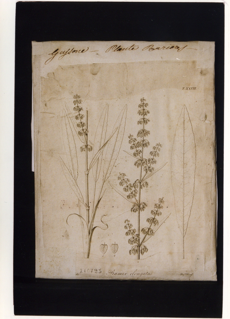 pianta rara: Rumex elongatus (stampa controfondata) di Lettieri Giuseppe, Biondi Raffaele (sec. XIX)