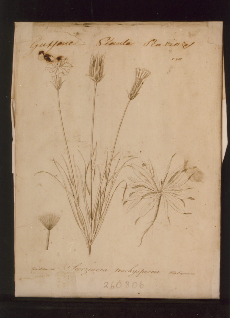 pianta rara: Scorzonera trachysperma (stampa controfondata) di Lettieri Giuseppe, Imperato Filippo (sec. XIX)