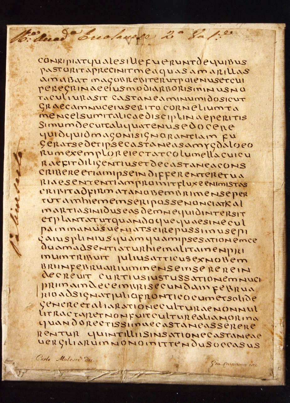 testo latino: codice (stampa controfondata smarginata) di Casanova Giuseppe, Malesci Carlo (sec. XIX)