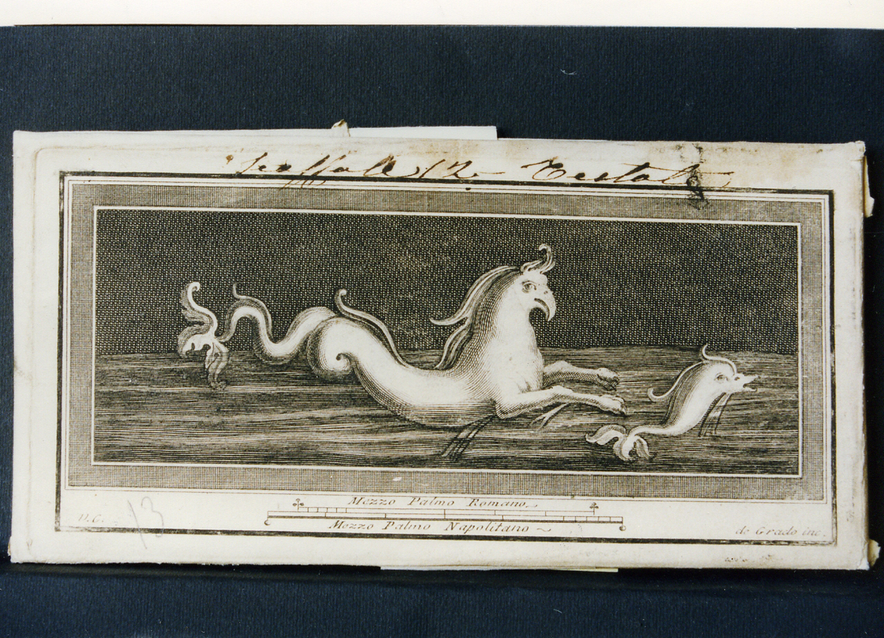 cavallo marino e delfino (stampa controfondata) di Campana Vincenzo, De Grado Filippo (seconda metà sec. XVIII)