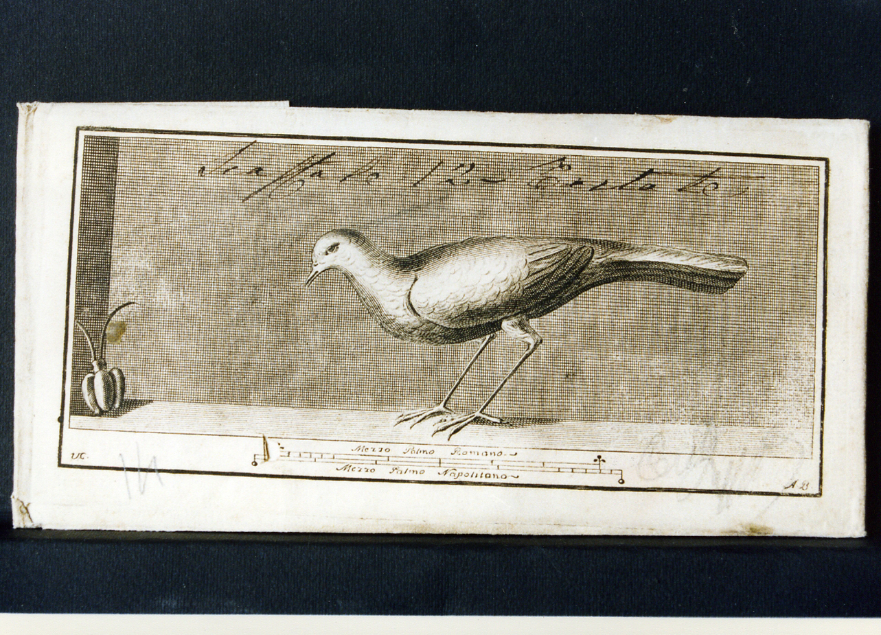 uccello (stampa) di Campana Vincenzo (seconda metà sec. XVIII)