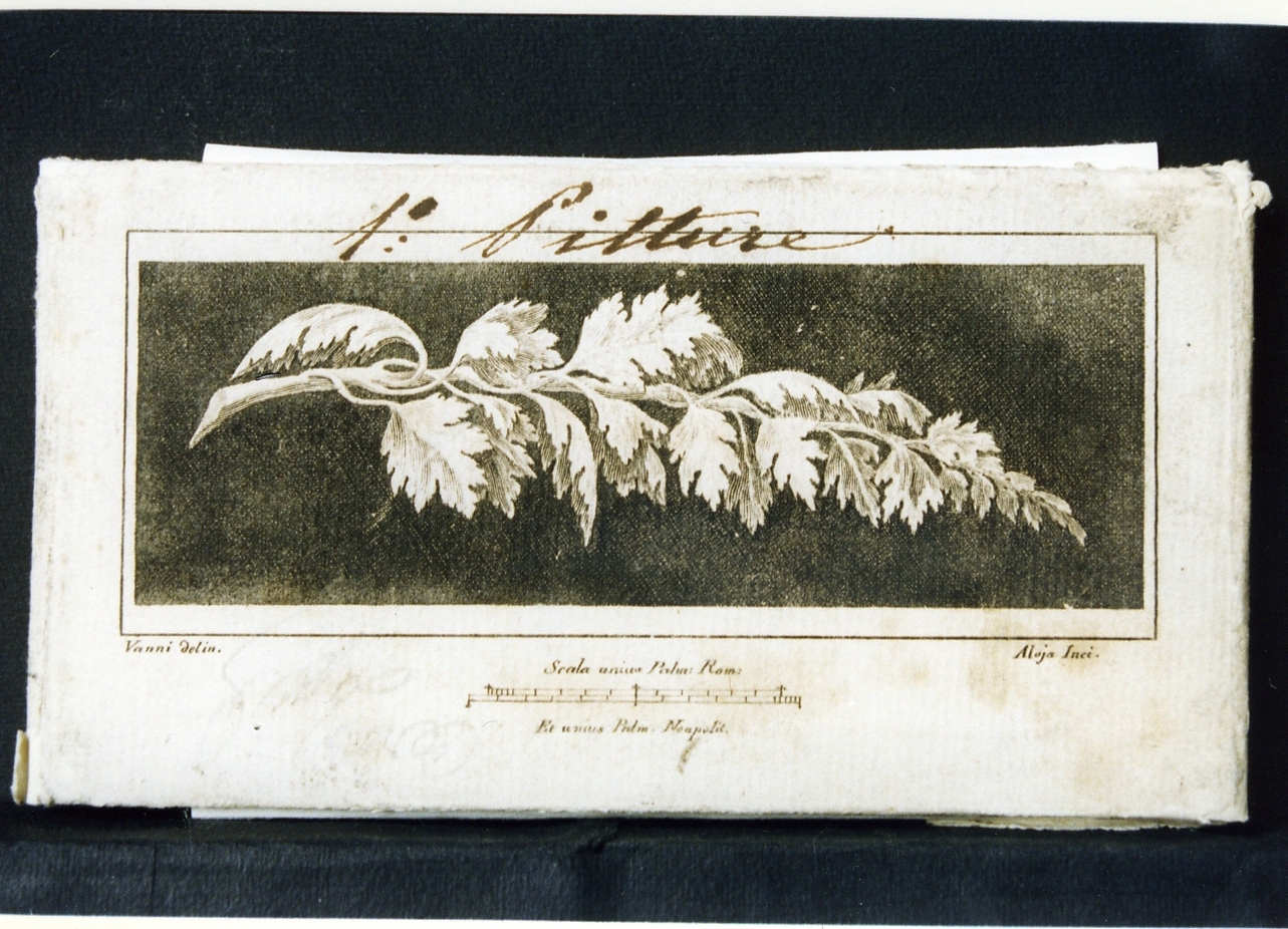 motivo decorativo vegetale (stampa controfondata) di Aloja Luigi, Vanni Nicola (sec. XVIII)