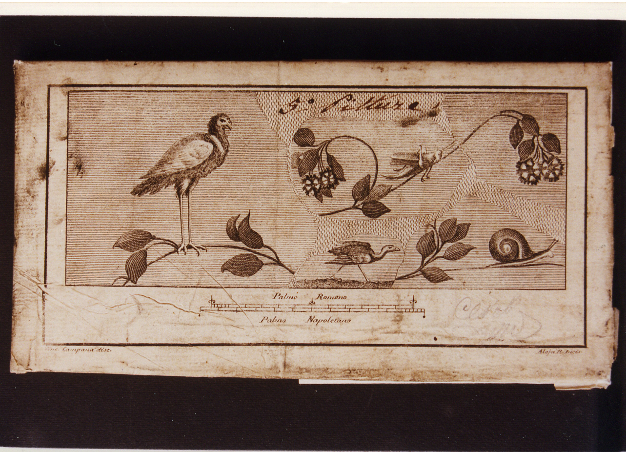 rami fioriti con uccelli, cavalletta, lumaca (stampa controfondata) di Campana Vincenzo, Alloja Giuseppe (sec. XVIII)