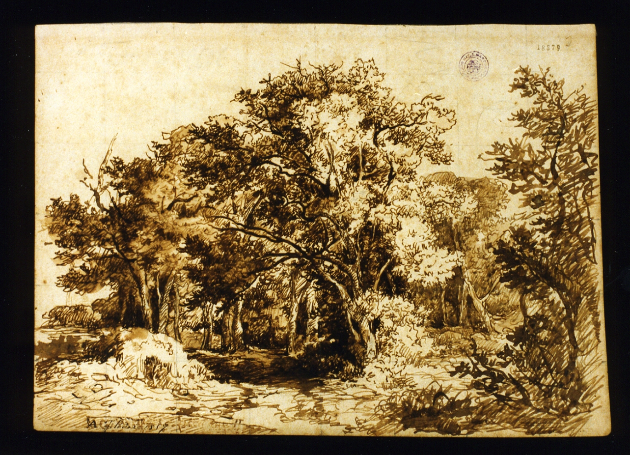 studio di alberi (disegno) - ambito italiano (sec. XIX)