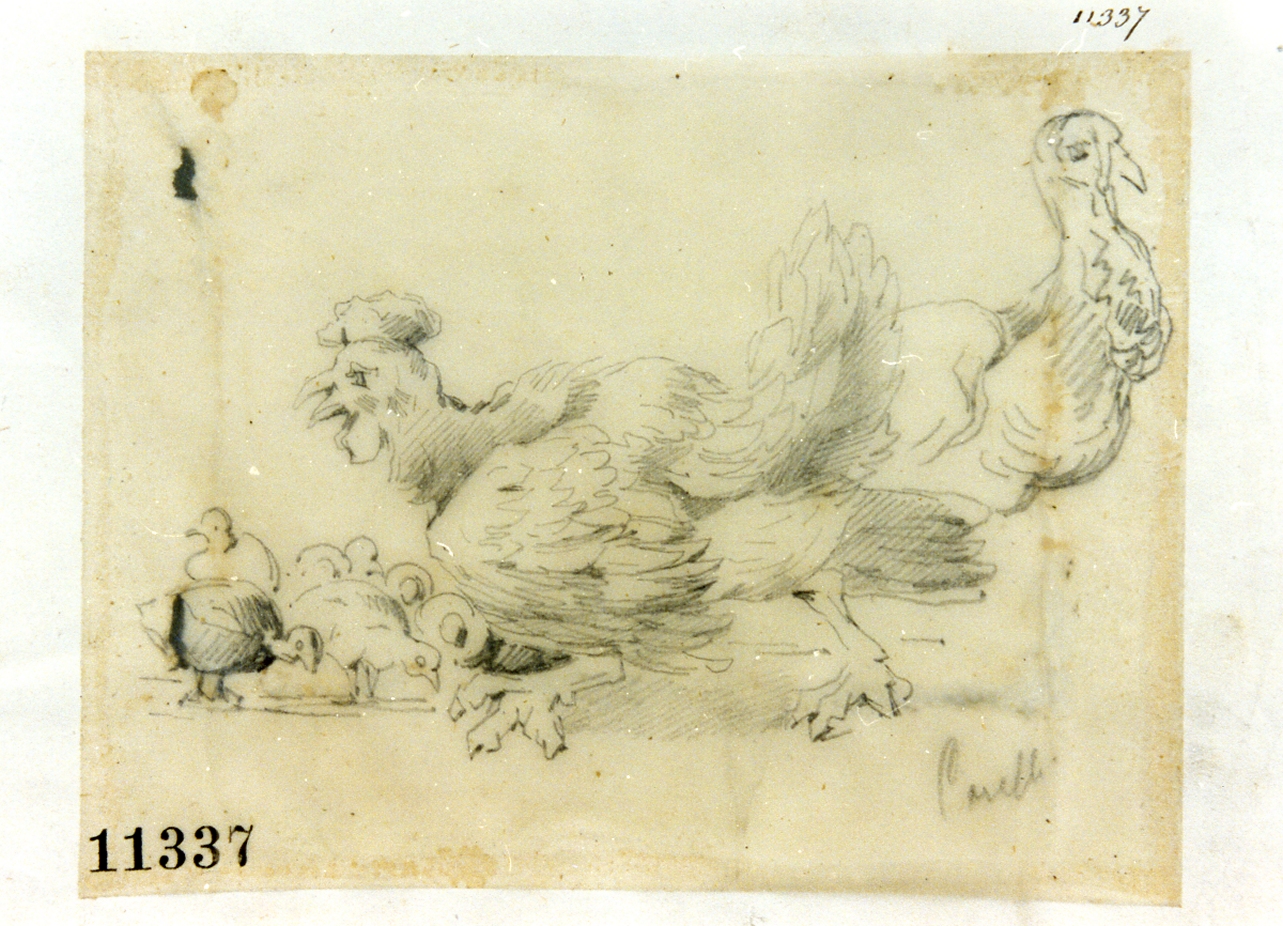 animali (disegno) di Carelli Consalvo (seconda metà sec. XIX)