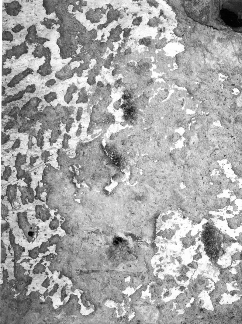 dipinto, frammento - ambito campano (fine sec. XVI)