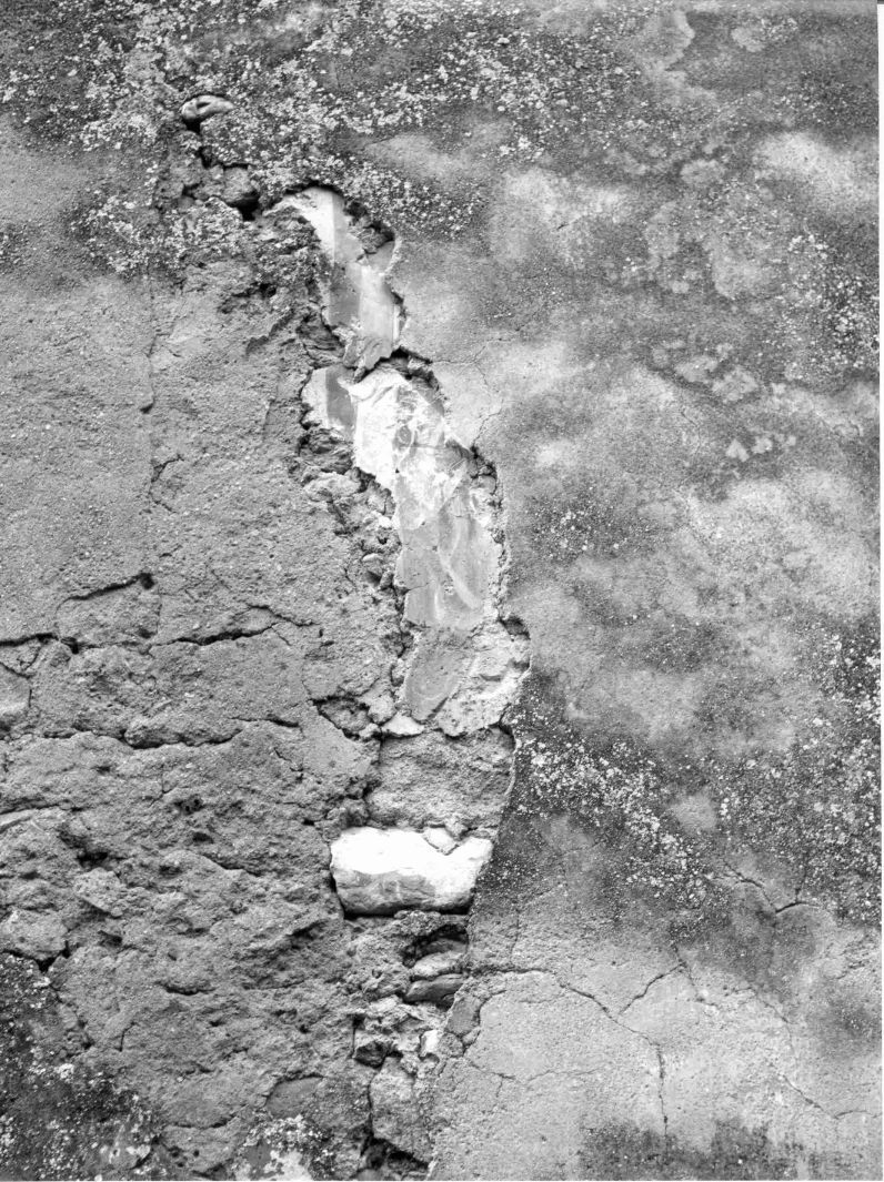 motivi decorativi vegetali (dipinto, frammento) - ambito bizantino (sec. XI)