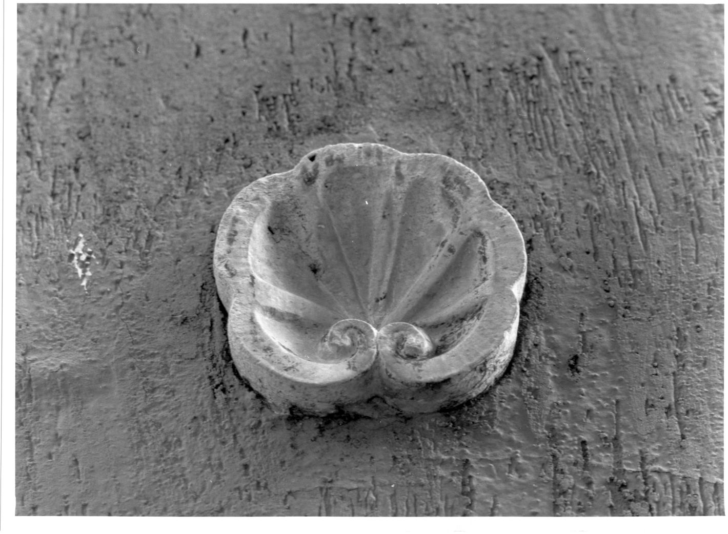 conchiglia (decorazione plastica) - bottega campana (sec. XVIII)