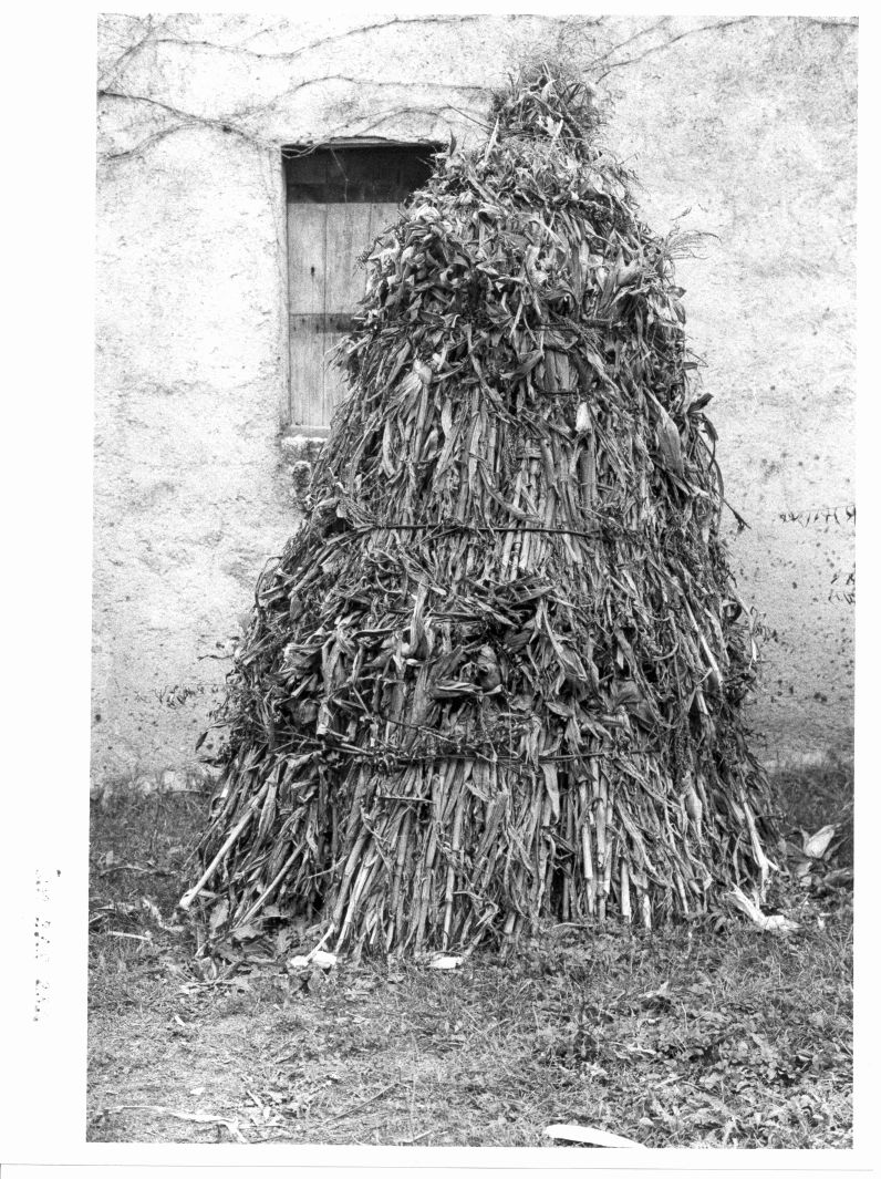 covoni di mais - bottega campana (sec. XX)