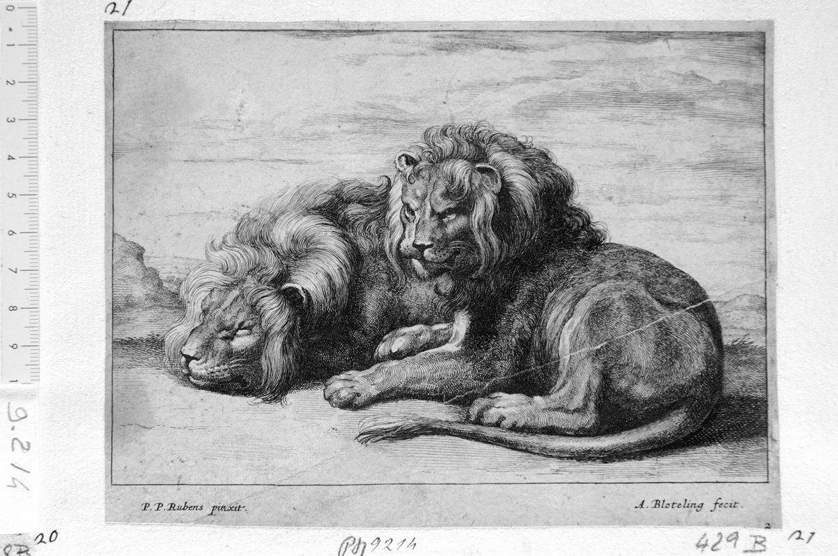 leoni (stampa) di Rubens Pieter Paul, Bloteling Abraham (sec. XVII)